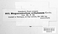 Stegonsporium cellulosum image